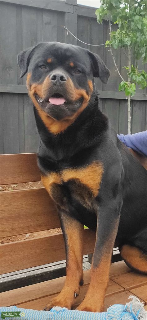 rottweiler pure breed